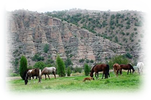 A herd of horses grazing on grass in front of a mountain.