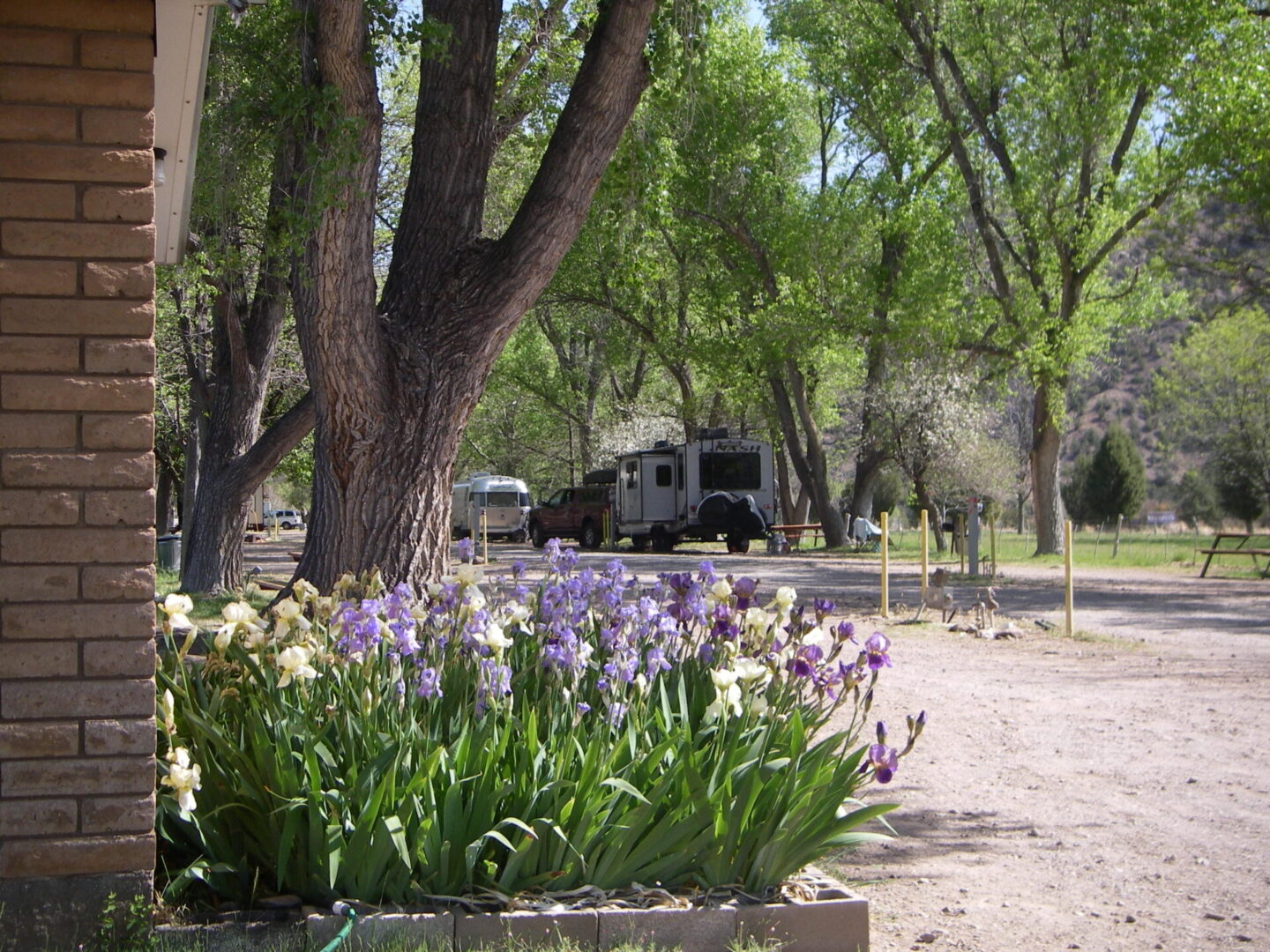 A truck parked in front of a tree with flowers growing on it.
