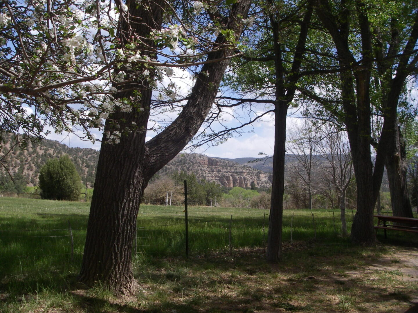 A view of trees and grass in the distance.