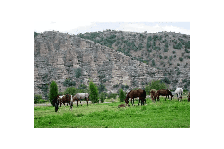 A herd of horses grazing on grass in front of a mountain.