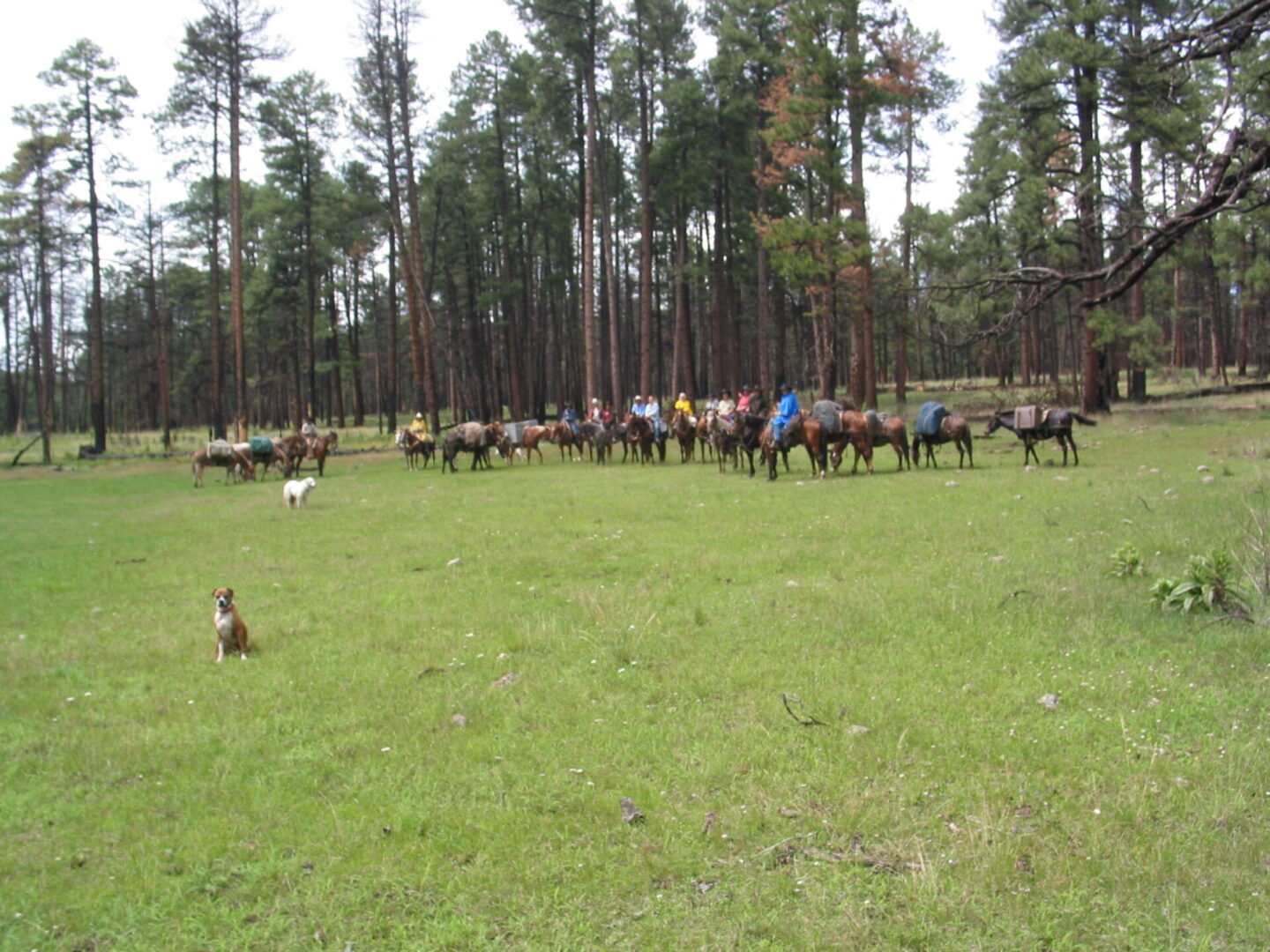 A group of people on horses in the grass.