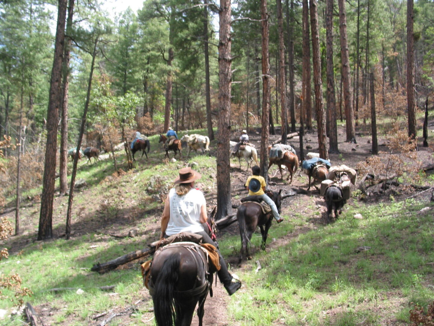 A group of people on horseback in the woods.