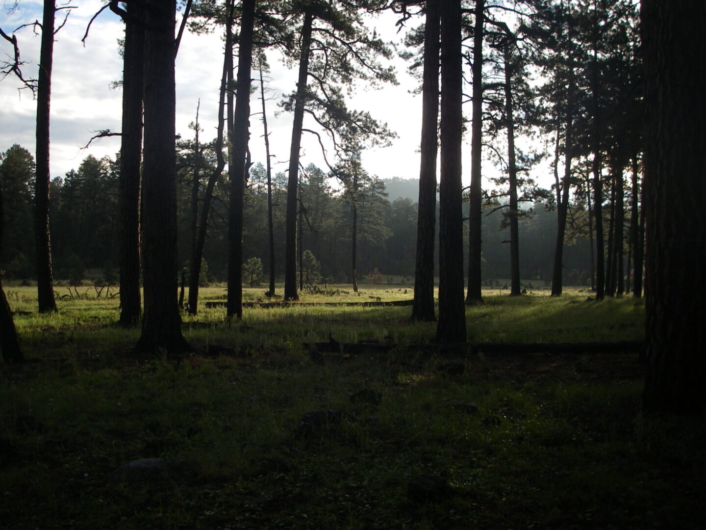 A forest with trees and grass in the foreground.